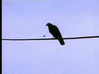 米兰体育